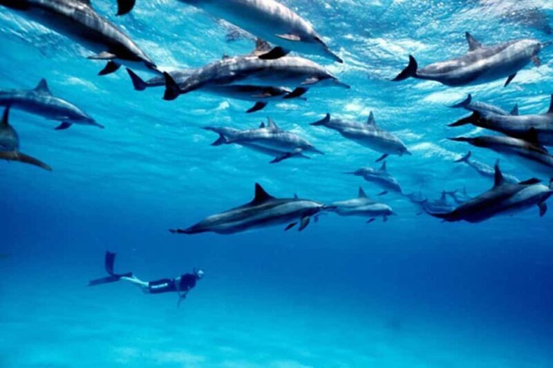 Zanzibar: Mnemba Snorkeling and Dolphin Tour with Dhow Boat - Key Points