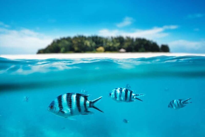 Zanzibar: Mnemba Tours A Tropical Paradise - What to Expect from the Mnemba Island Snorkeling Tour