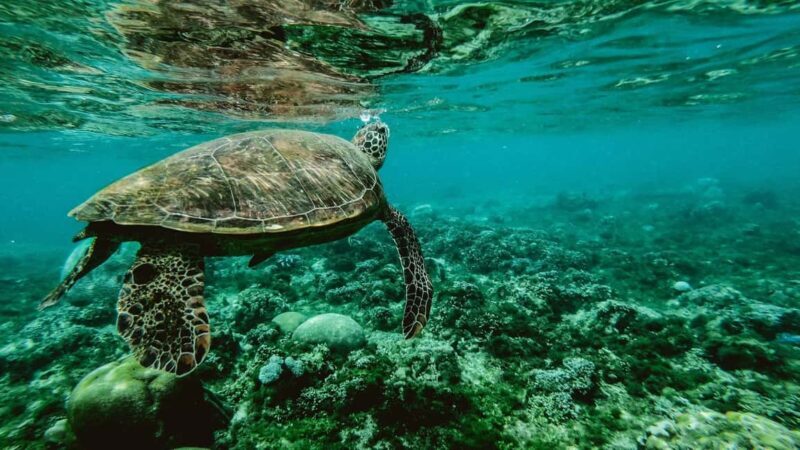 Zanzibar: Mnemba Tours A Tropical Paradise - Authentic Encounters and Real Traveler Feedback