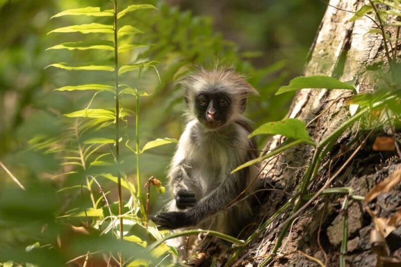 Zanzibar: Monkey, Salaam Cave, The Rock, & Clear Kayak Tour - What You Need to Know Before Booking