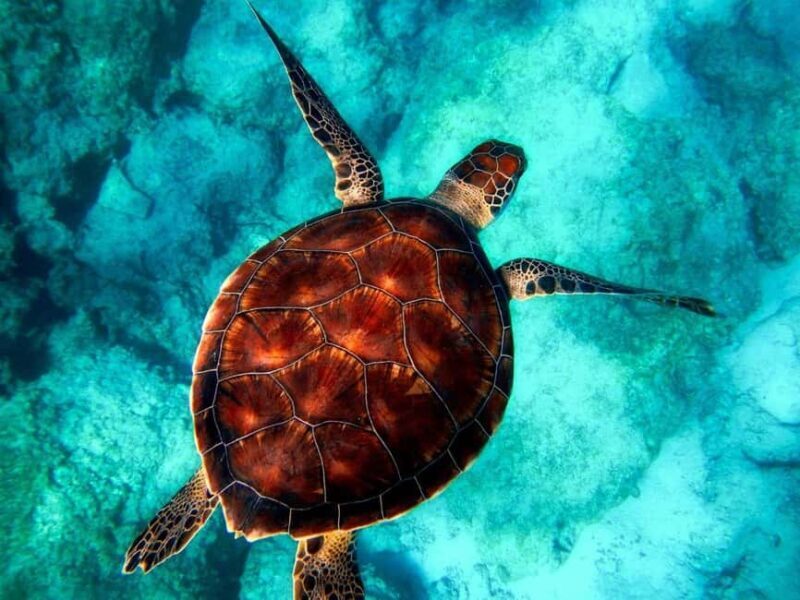 Zanzibar: Monkey, Salaam Cave, The Rock, & Clear Kayak Tour - Authentic Experiences and What You’ll Take Away