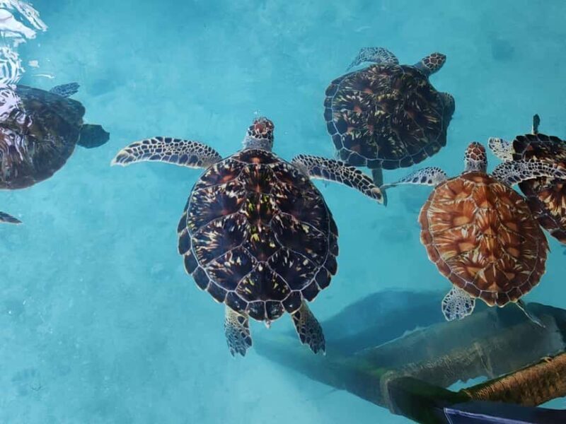 Zanzibar: Monkey, Salaam Cave, The Rock, & Clear Kayak Tour - Who Is This Tour Best For?