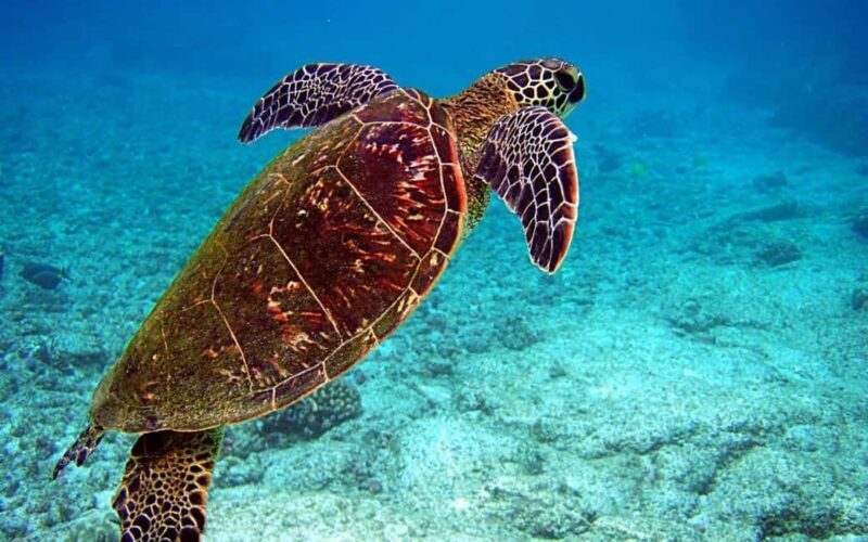 Zanzibar: Monkey, Salaam Cave, The Rock, & Clear Kayak Tour - Final Words