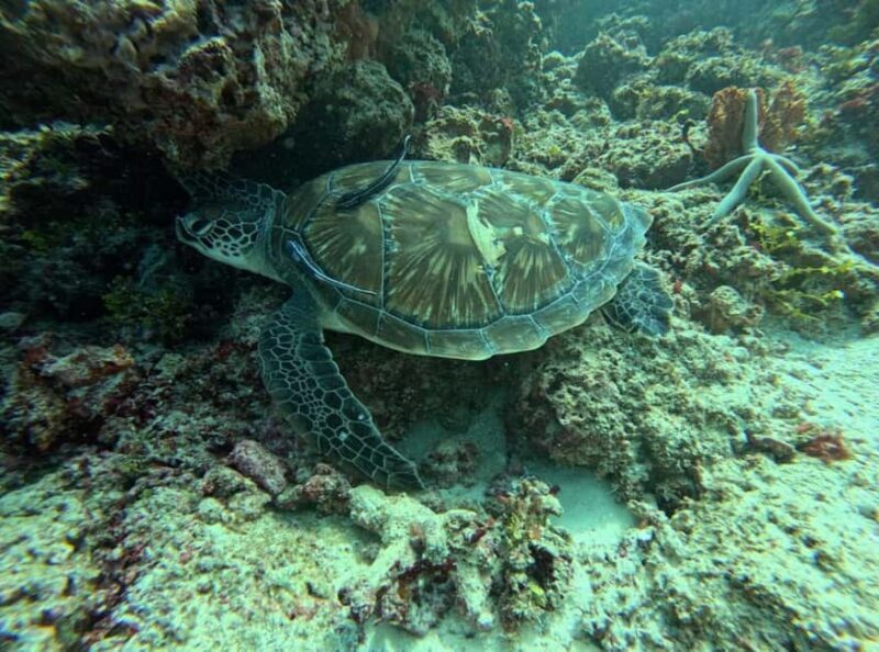 Zanzibar: Nkupenda Island Snorkeling with Lunch - Discovering Nkupenda Island: A Natural Wonder