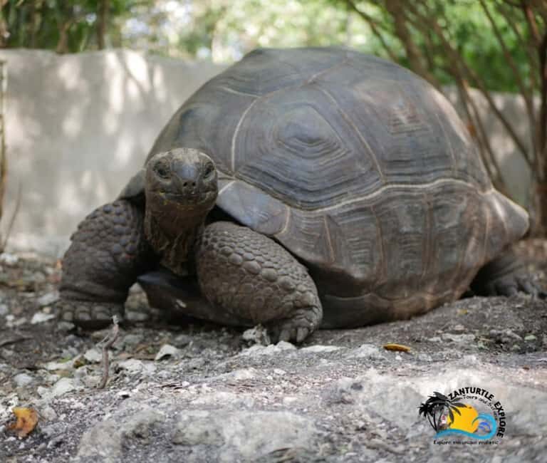 Zanzibar: Nungwi Kilosa Zoo Conservation Tour - Key Points