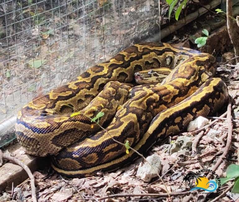 Zanzibar: Nungwi Kilosa Zoo Conservation Tour - Visitor Feedback and Authentic Insights