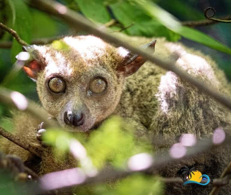 Zanzibar: Nungwi Kilosa Zoo Conservation Tour - FAQ