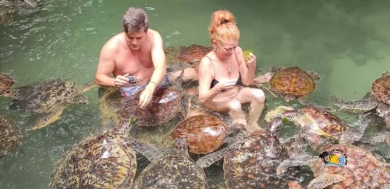 Zanzibar: Nungwi Kilosa Zoo & Swimming with Turtles - Key Points