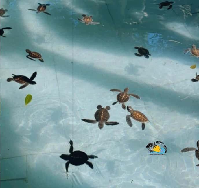 Zanzibar: Nungwi Mnarani Aquarium Feed and Swim with Turtles - The Setting and Atmosphere