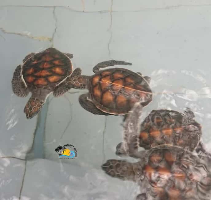 Zanzibar: Nungwi Mnarani Aquarium Feed and Swim with Turtles - Practicalities and Value
