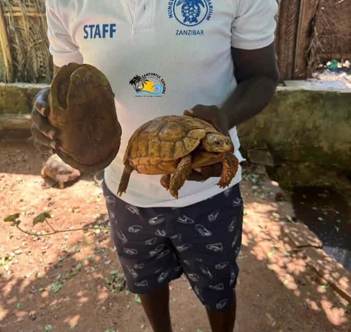 Zanzibar: Nungwi Mnarani Aquarium Feed and Swim with Turtles - Why This Tour Works Well