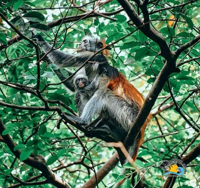 Zanzibar: Nungwi Village, Jozani Forest, and The Rock Tour - Key Points