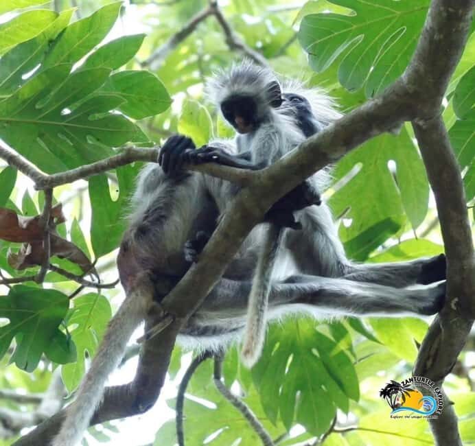 Zanzibar: Nungwi Village, Jozani Forest, and The Rock Tour - A Closer Look at the Itinerary