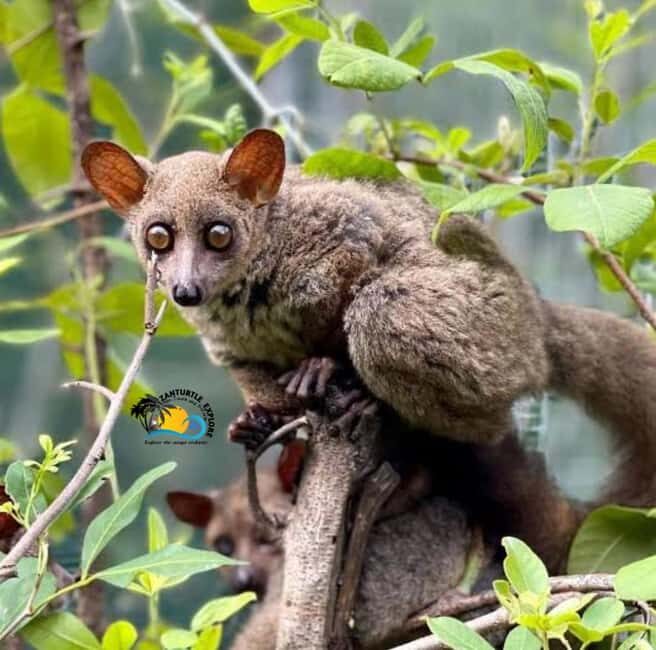 Zanzibar: Nungwi Village Tour, Kilosa Zoo & Sunset Cruise - Guided Tour of Nungwi Village