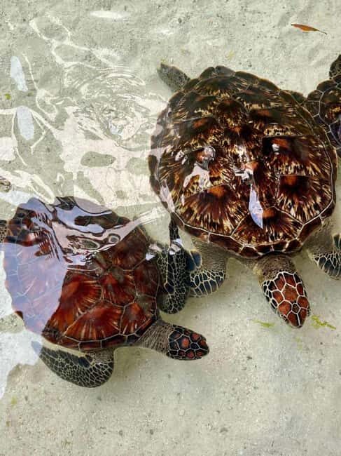 Zanzibar: Paje Beach Surfing and Flower Garden Tour - Frequently Asked Questions