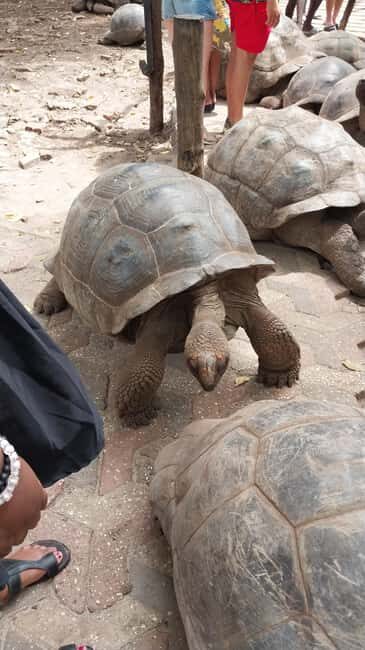 Zanzibar: Prison Island Boat Trip & Snorkelling - Key Points