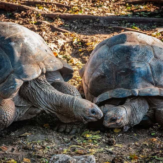 Zanzibar: Prison Island & Giant Tortoises with Pickup - The Real-World Experience: Pros and Cons