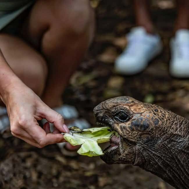 Zanzibar: Prison Island & Giant Tortoises with Pickup - How to Make the Most of Your Tour