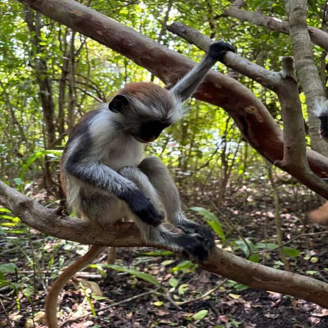 Zanzibar: Prison Island, Jozani Forest & Mtende beach tour - FAQ