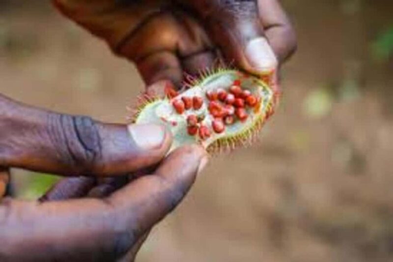 Zanzibar: Prison Island, Nakupenda, and Spice Farm Tour - Key Points