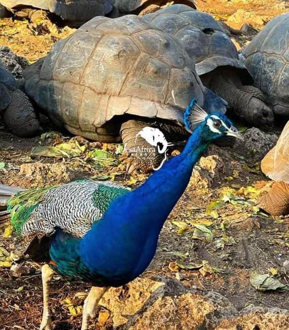 Zanzibar: Prison Island, Sandbank, and Spice Farm Tour - Authenticity and Value