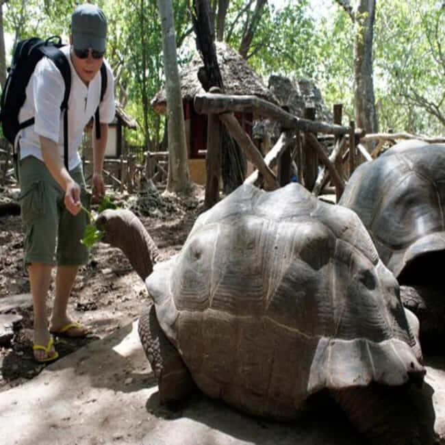 Zanzibar: Prison Island, Spice farm visit & turtle swim tour - FAQs