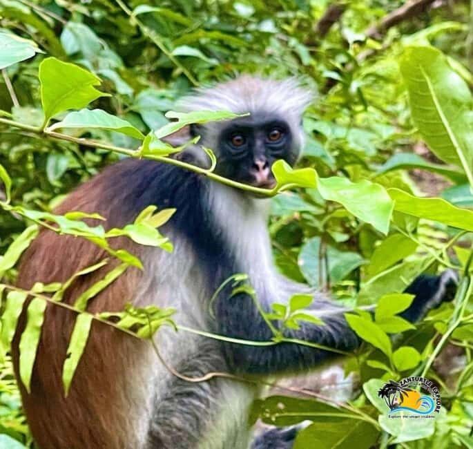 Zanzibar: Prison Island Tortoise Sanctuary & Jozani Forest - FAQ