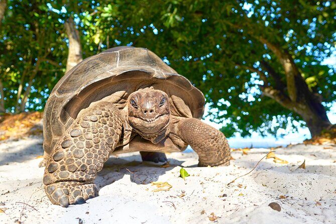 Zanzibar Prison Island Tour; Jozani Forest; Kuza Cave; Paje Beach; The Rock - An In-Depth Look at the Zanzibar Experience