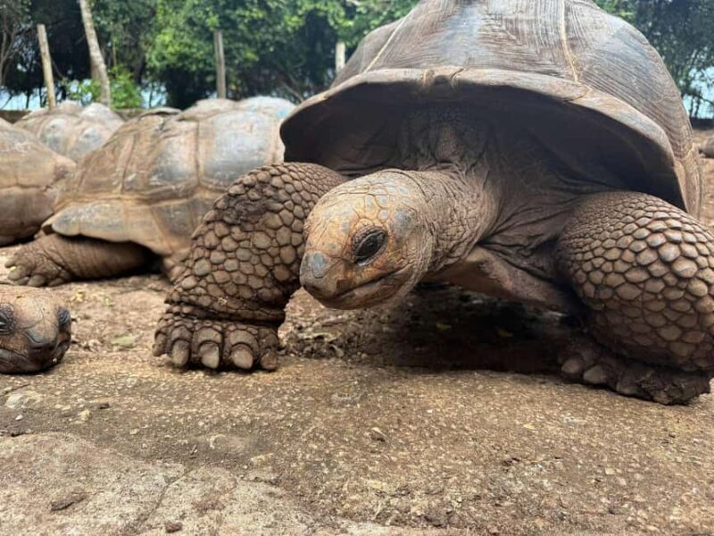 Zanzibar: Prison Island Tour with Aldabra Gient Tortoise - Key Points