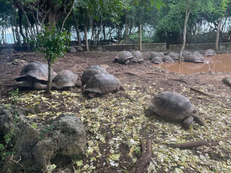 Zanzibar: Prison Island Tour with Aldabra Gient Tortoise - The Sum Up: Who Is This Tour Best For?
