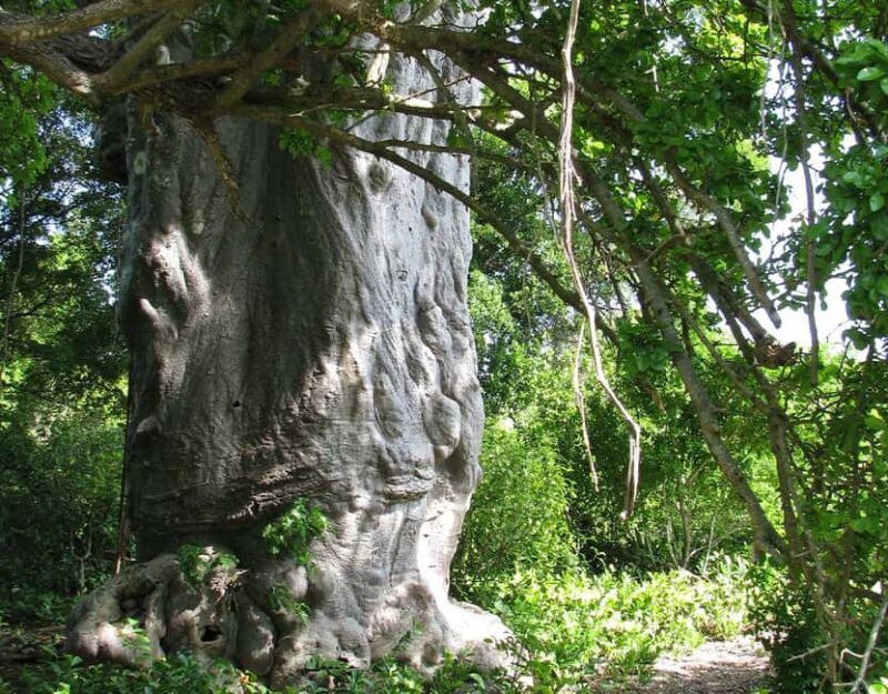Zanzibar: Private Full-day Safari Blue Trip with BBQ Lunch - Setting the Scene: An Authentic Zanzibar Adventure