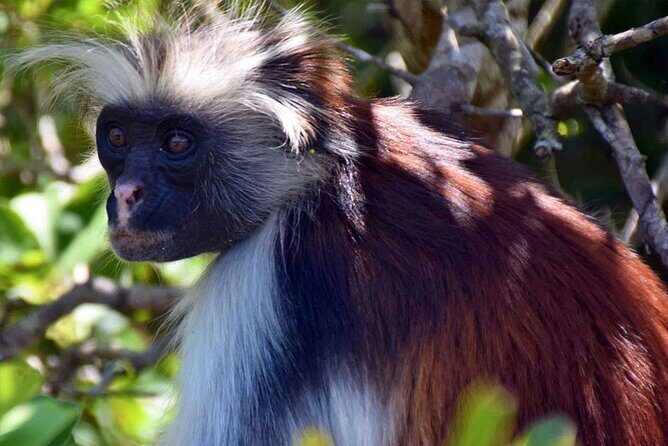 Zanzibar Private Tour National Park Jozani forest and Spice farm - Introduction