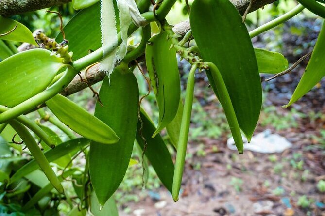 Zanzibar Private Tour National Park Jozani forest and Spice farm - Exploring Zanzibar’s Natural Highlights: Jozani Forest