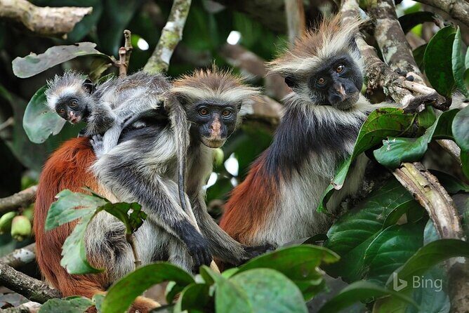 Zanzibar Private Tour National Park Jozani forest and Spice farm - Practical Details and Value