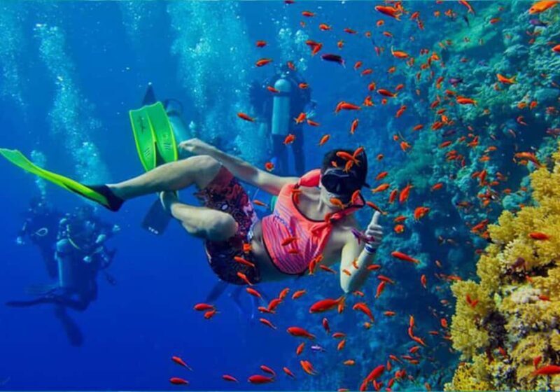Zanzibar: Pungume Island Dolphin and Snorkeling Tour - Key Points
