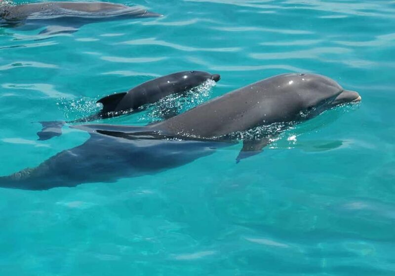 Zanzibar: Pungume Island Dolphin and Snorkeling Tour - An In-Depth Look at the Pungume Island Experience