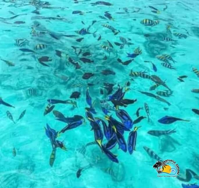 Zanzibar: Pungume Island Snorkeling & Dolphins Trip - A Deep Dive into the Pungume Island Experience