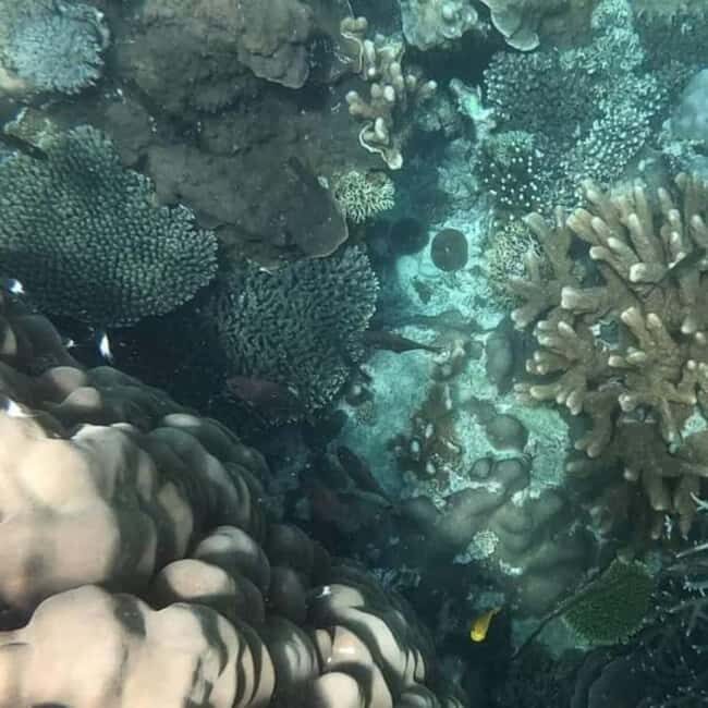Zanzibar: Pungume Island Snorkeling & Sandbank with Lunch - Who Will Love This Experience?