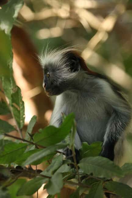 Zanzibar: Red Colobus Monkeys in Jozani Forest Guided Tour - Practical Tips for the Tour