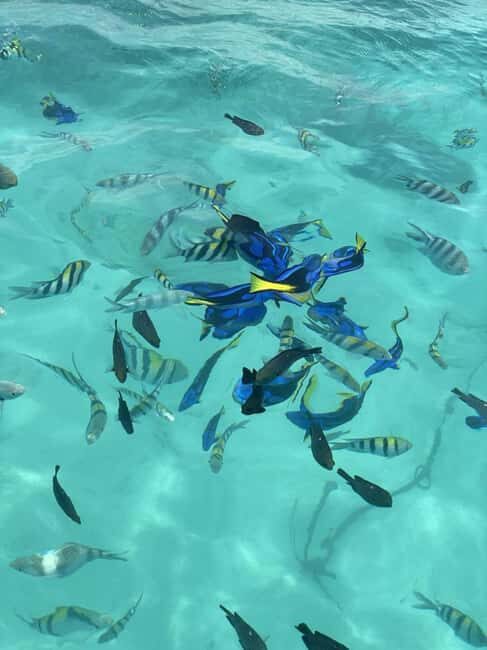 Zanzibar: Safari Blue Full-Day Exploration - Key Points