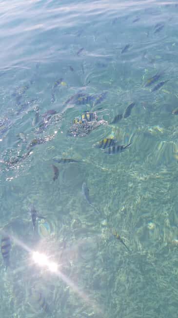 Zanzibar: Safari Blue Tour with Snorkeling and Lunch - Who Will Love This Experience?