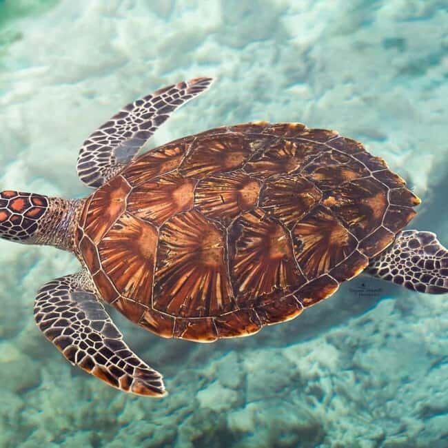 ZANZIBAR: Salaam Cave Swimming with Sea Turtles at Kizimkazi - How the Tour Is Structured