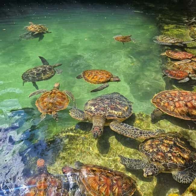 ZANZIBAR: Salaam Cave Swimming with Sea Turtles at Kizimkazi - The Sum Up
