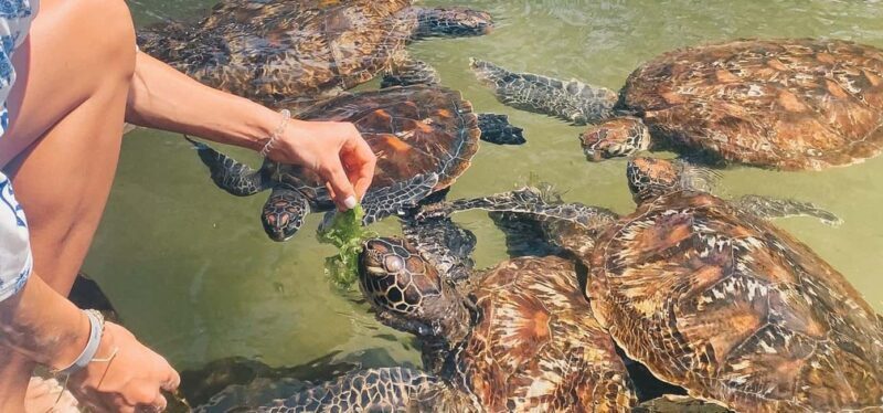Zanzibar: Salaam Cave Swimming with Turtles tour - Practical Considerations