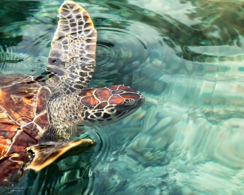 Zanzibar: Sea Turtle Swim at Salam Cave in Kizimkazi Village - Practical Tips to Maximize Your Visit