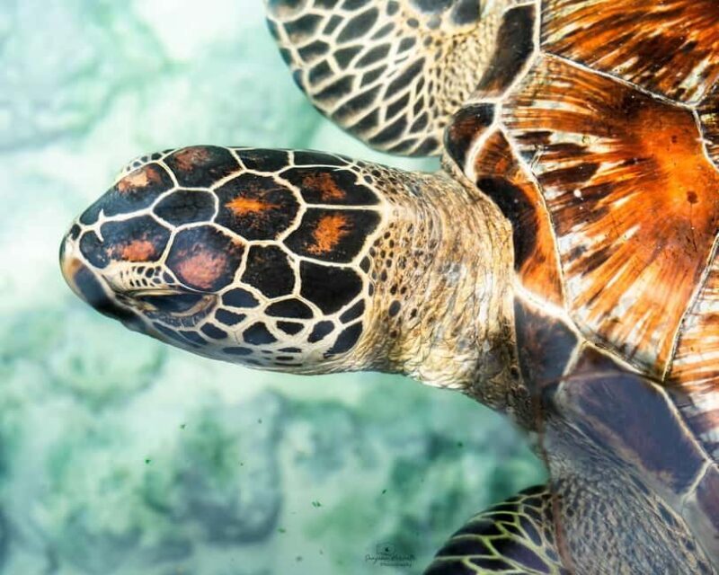 Zanzibar: Sea Turtle Swim at Salam Cave in Kizimkazi Village - Who Should Consider This Tour?