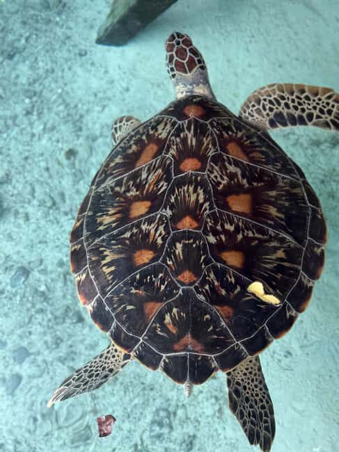 Zanzibar: Sea Turtle Swim at Salam Cave in Kizimkazi Village - FAQ