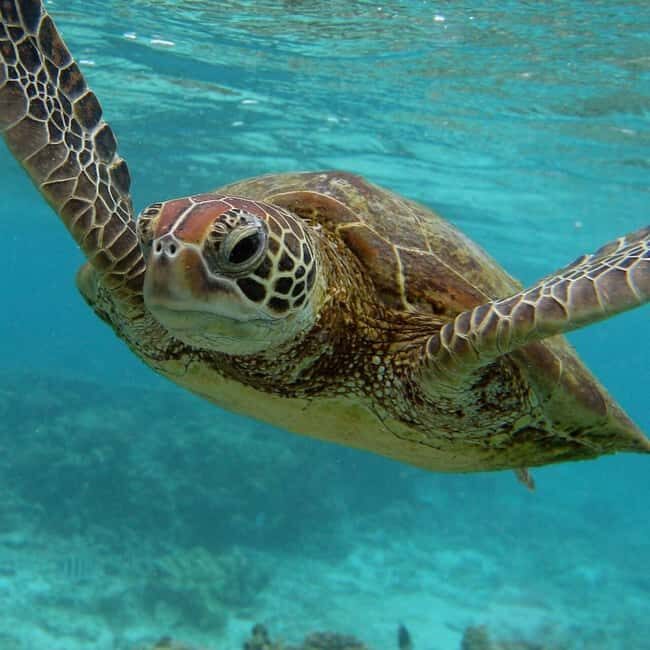 ZANZIBAR: Sea Turtles Swimming, Location Nungwi or Kizimkazi - What to Expect from the Tour