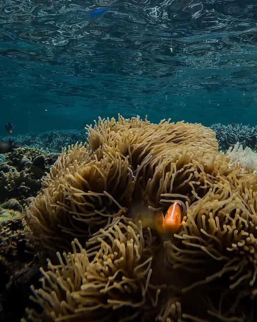Zanzibar snorkeling and sandbank picnic BBQ lunch - Authentic Experiences and Practical Tips