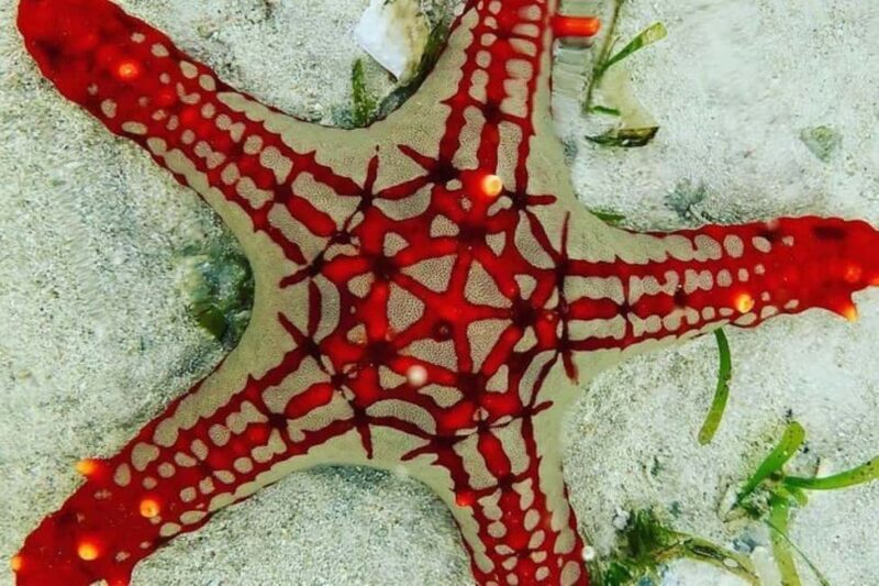 Zanzibar: Snorkeling at blue lagoon & Star fish tour - The Sum Up